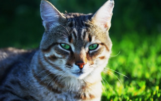 Cat green eyes in grass 2 - serious free wallpaper for desktop