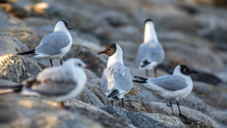 Seagulls rock formation bird photography - bernd fasching free wallpaper
