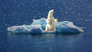 Polar bear iceberg ocean bubbles - a polar bear free wallpaper