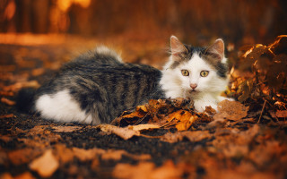 Cat leaves woods autumn blurry - the wood free wallpaper for desktop