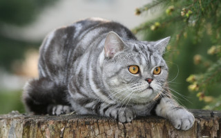 Serious cat on stump boleslaw - a jigsaw puzzle free wallpaper