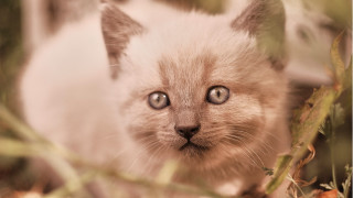 Small kitten blue eyes in - a small kitten free wallpaper