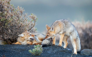 Foxes rocky hillside bushes gray - a gray sky in the background free wallpaper