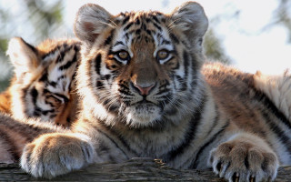 Curious tigers on log wildlife - curious free wallpaper
