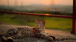 Cat sunbathing fence field art - carlos catasse free wallpaper for desktop