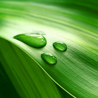Three drops water green leaf - free nature wallpaper