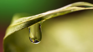 Water drop green leaf macro 6 - a drop of water free wallpaper