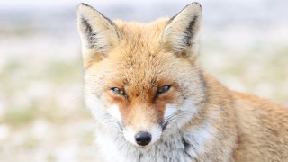 Fox eye closeup furry puzzle - single free wallpaper