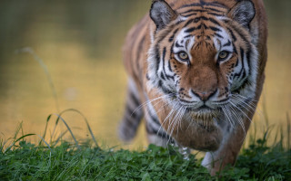 Tiger grassy field forest blurry - a grassy field next free wallpaper