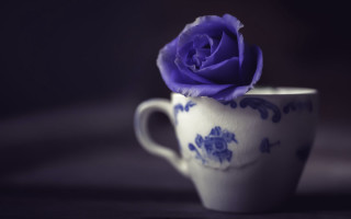 Purple rose white cup still - a purple rose free wallpaper