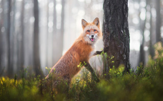 Fox open mouth tongue woods - tongue free wallpaper