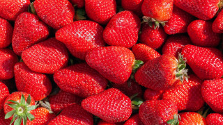 Strawberries closeup food flower red - strawberry free wallpaper
