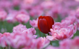 Red tulip pink flowers spring - vivid free wallpaper