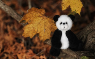 Stuffed panda tree branch bokeh - stuffed free wallpaper