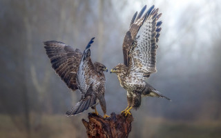 Birds perched woods urban cloudy - a tree stump free wallpaper