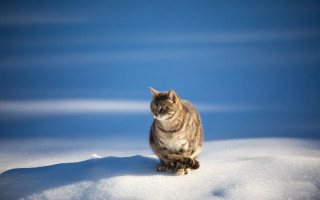 Cat snow winter beach ocean - the snow free wallpaper for desktop