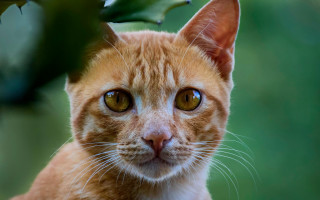 Cat serious green leaf looking - its head free wallpaper