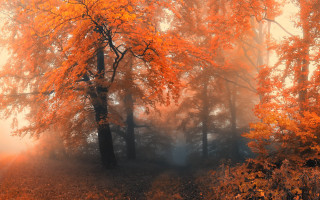 Foggy forest autumn fire mist - mist free wallpaper