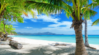 Beach palm tree blue sky 25 - in the foreground free wallpaper
