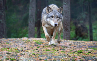 Wolf forest nature photography blurry - caspar wolf free wallpaper