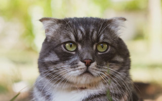 Black cat green eyes serious 6 - green eye free wallpaper