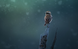Bird post snow night digital - a digital painting free wallpaper
