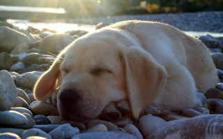 Dog rocky beach water sun - a rocky beach next free wallpaper