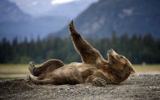 Brown bear rolling rocky ground - the background and a lake in the foreground free wallpaper