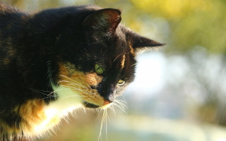 Cat green eyes tilt shift - the background and a blurry background free wallpaper