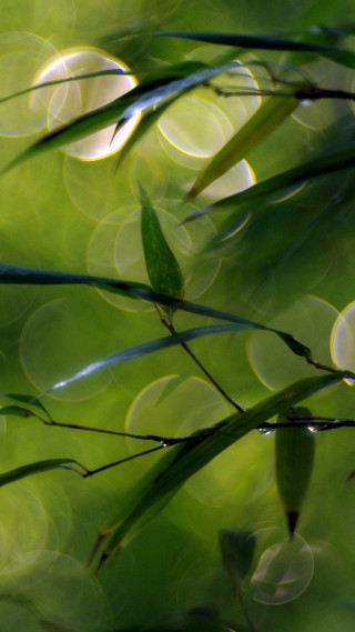 Blurry green plant leaves water - a green plant free wallpaper