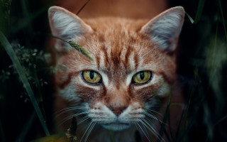 Cat green eyes portrait blurry - a blurry background of grass free wallpaper for desktop