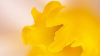 Yellow flower autumn fire sunset - a yellow flower free wallpaper