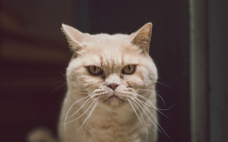 Sad cat serious look animal 2 - a serious look free wallpaper