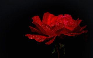 Red flower water droplets dark 2 - a red flower free wallpaper