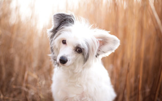 Dog sad tallgrass tiltshift photorealistic - tall grass free wallpaper