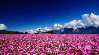 Flower field mountains clouds lone - chang daichien free wallpaper