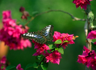 Butterfly sitting flower garden pink - nature free wallpaper