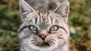 Serious cat blue eyes green - a serious look free wallpaper