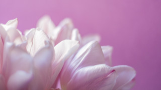 Pink flower closeup blurry macro - a pink flower free wallpaper for desktop