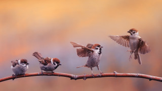 Birds branch group art photorealistic - a group of birds free wallpaper