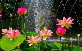 Flowers water fountain drops person - ding yunpeng free wallpaper for desktop