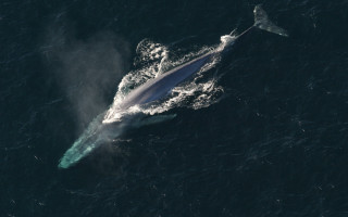 Whale ocean boat aurora night - a whale free wallpaper