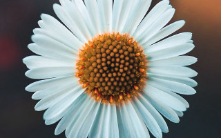 White flower yellow center macro 12 - constant permeke free wallpaper