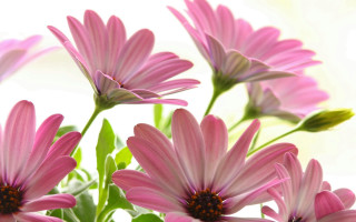 Pink flowers vase water blurry - a vase free wallpaper