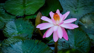Pink flower pond lilies leaves - blanche hoschedé monet free wallpaper