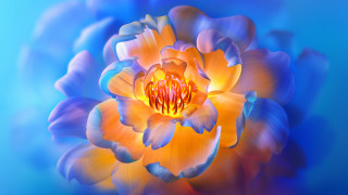 Flower blue background yellow center - digital painting free wallpaper