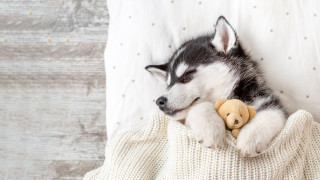 Puppy sleeping teddy bear bed - caspar wolf free wallpaper