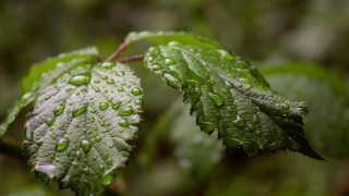Green leaf water drops bokeh 8 - shallow free wallpaper for desktop