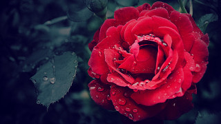Red rose water droplets dark 5 - rose free wallpaper