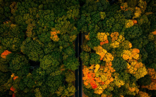 Autumn leaves road trees cars - the road free wallpaper